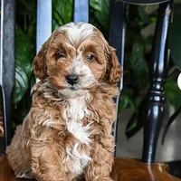 Teddy, a male Cavapoo and Poodle - Toy  for sale in Alexandria, VA – Photo 2 of 3