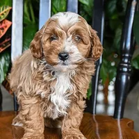 Teddy, a male Cavapoo and Poodle - Toy  for sale in Alexandria, VA – Photo 3 of 3