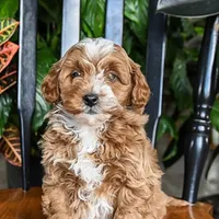 Teddy, a male Cavapoo and Poodle - Toy  for sale in Alexandria, VA – Photo 1 of 3
