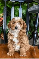 processed/f0129db1-a570-4fa2-a471-04b8fc32eb44/listing/6f0b4b85-ca71-4d66-a11e-489412db9125/e59e3063-4668-4466-914c-e279b32512f4