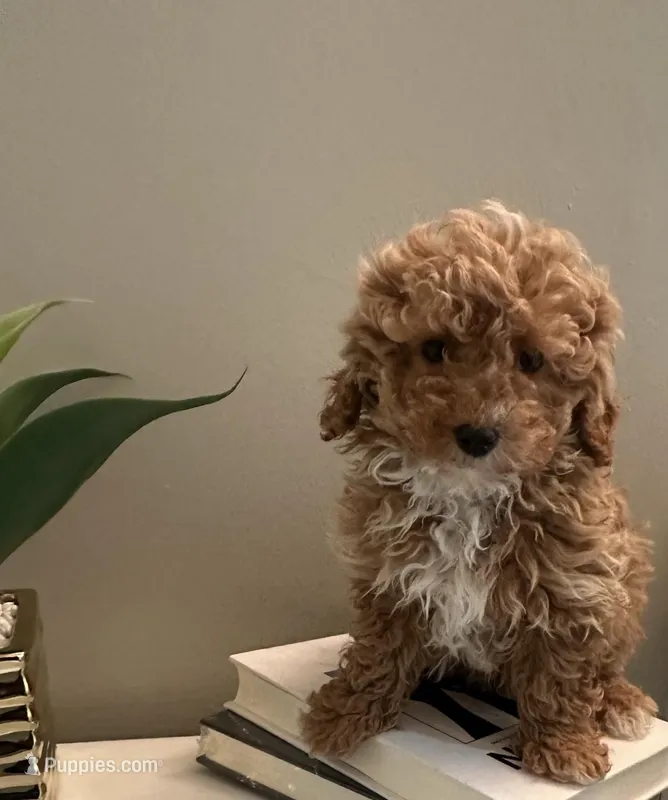Rex – Poodle - Toy  puppy for sale in Alexandria, VA