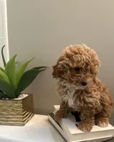 Rex, a male Poodle - Toy  for sale in Alexandria, VA – Photo 2 of 3