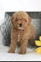 Rex, a male Poodle - Toy  for sale in Alexandria, VA – Photo 3 of 3