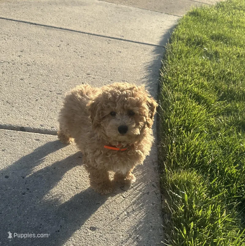 Rex – Poodle - Toy  puppy for sale in Alexandria, VA