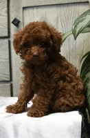 Marvin, a male Poodle - Toy  for sale in Alexandria, VA – 2 of 2