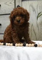 Smokey, a male Poodle - Toy  for sale in Alexandria, VA – 3 of 3