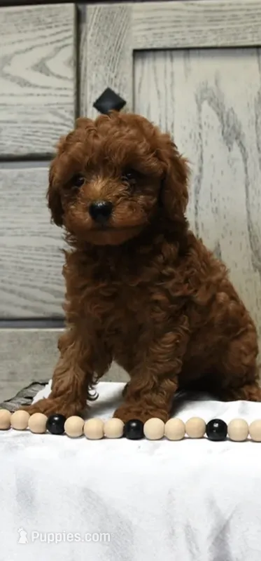 Smokey – Poodle - Toy  puppy for sale in Alexandria, VA