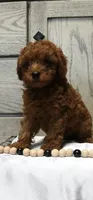 Smokey, a male Poodle - Toy  for sale in Alexandria, VA – 1 of 3