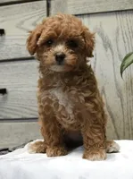 Karley, a female Poodle - Toy  for sale in Alexandria, VA – 3 of 3