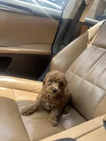 Coco, a female Poodle - Toy  for sale in Alexandria, VA – 1 of 3