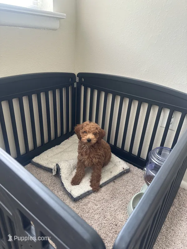Jaylen  – Poodle - Miniature  puppy for sale in Alexandria, VA