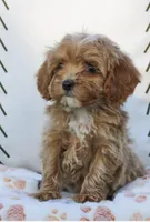 Leo, a male Cavapoo and Poodle - Toy  for sale in Alexandria, VA – 1 of 3