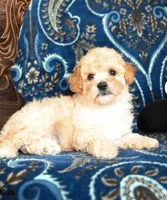 Fluffie, a male Cavapoo and Poodle - Toy  for sale in Alexandria, VA – 1 of 3
