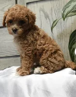 Karley, a female Poodle - Toy  for sale in Alexandria, VA – 2 of 3
