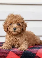 Ashley , a female Poodle - Toy  for sale in Alexandria, VA – 3 of 3