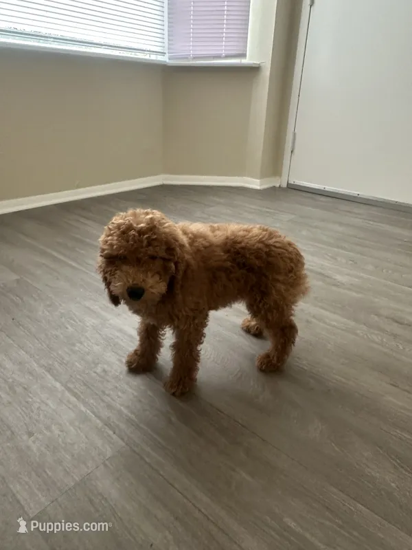 Joey – Poodle - Miniature  puppy for sale in Alexandria, VA