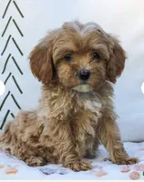 Leo, a male Cavapoo and Poodle - Toy  for sale in Alexandria, VA – 2 of 3