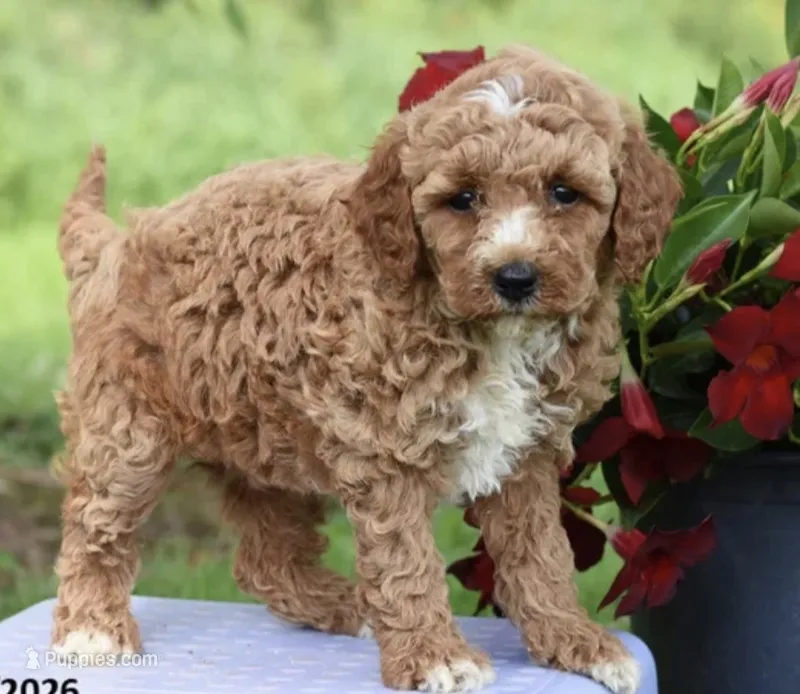 Joy – Poodle - Miniature  puppy for sale in Alexandria, VA