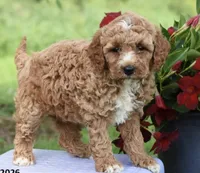 Joy, a female Poodle - Miniature  for sale in Alexandria, VA – 1 of 2