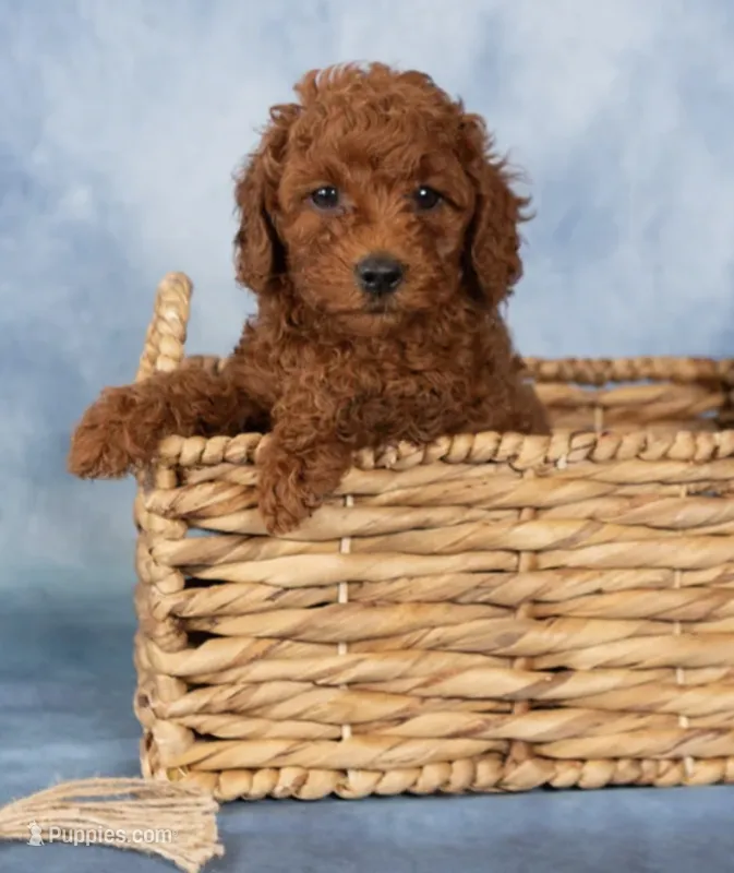 Sprinkles – Poodle - Toy  puppy for sale in Alexandria, VA