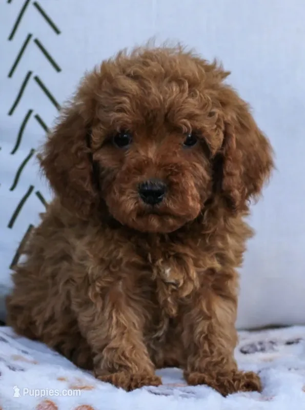 Teddy – Poodle - Toy  puppy for sale in Alexandria, VA