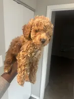 Jaylen , a male Poodle - Toy  for sale in Alexandria, VA – 2 of 3