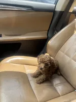 Coco, a female Poodle - Toy  for sale in Alexandria, VA – 3 of 3
