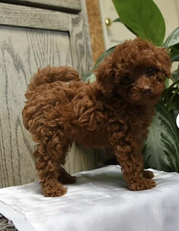 Marvin – Poodle - Toy  puppy for sale in Alexandria, VA