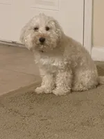 Lilly, a female Golden Mountain Doodle for sale in Rockledge, FL – 3 of 4