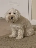 Lilly, a female Golden Mountain Doodle for sale in Rockledge, FL – 2 of 4