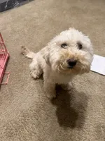 Lilly, a female Golden Mountain Doodle for sale in Rockledge, FL – 4 of 4