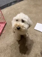 Lilly, a female Golden Mountain Doodle for sale in Rockledge, FL – 1 of 4