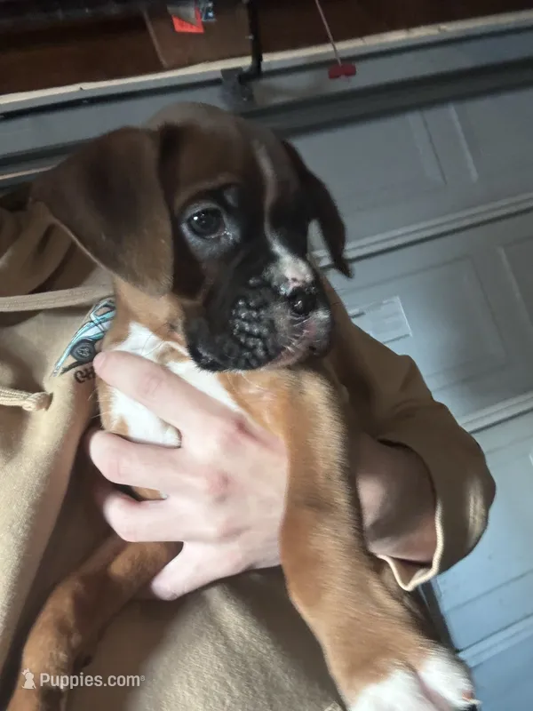 Spot , a male Boxer for sale in Kenyon, MN – 1 of 2