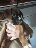 Spot , a male Boxer for sale in Kenyon, MN – 1 of 2