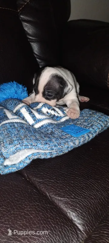 Shelly 2 – American Pit Bull Terrier puppy for sale in Detroit, MI