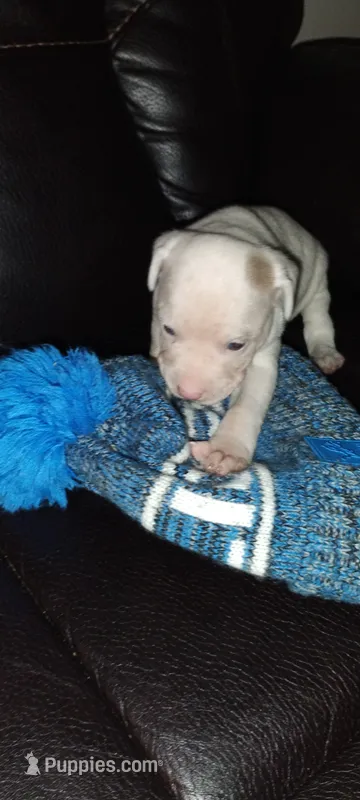 Sup – American Pit Bull Terrier puppy for sale in Detroit, MI