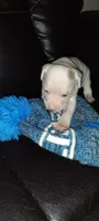 Sup, a male American Pit Bull Terrier for sale in Detroit, MI – 1 of 1