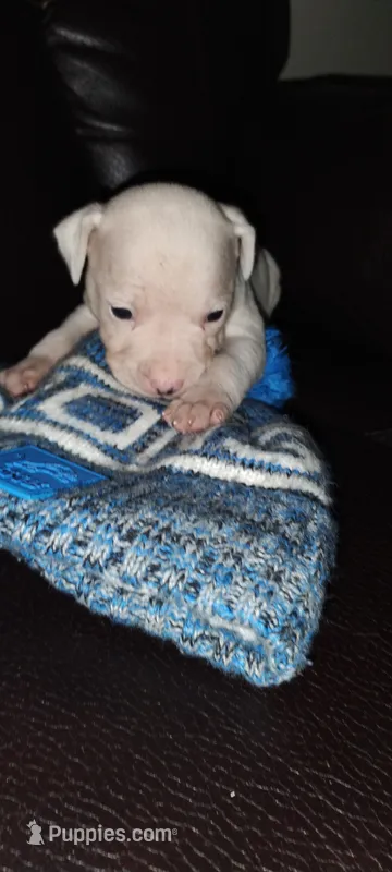 Kane 3 – American Pit Bull Terrier puppy for sale in Detroit, MI