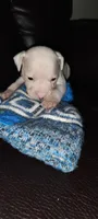 Kane 3, a male American Pit Bull Terrier for sale in Detroit, MI – 1 of 1