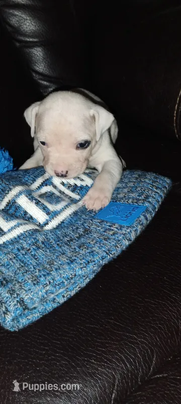 Girl 2 – American Pit Bull Terrier puppy for sale in Detroit, MI