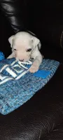 Girl 2, a female American Pit Bull Terrier for sale in Detroit, MI – 1 of 1