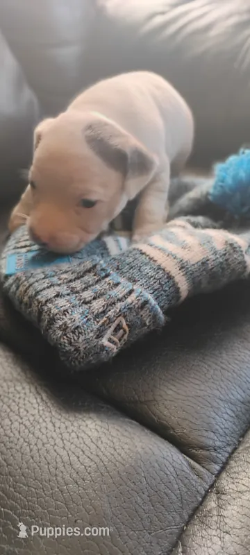 Chip  – American Pit Bull Terrier puppy for sale in Detroit, MI