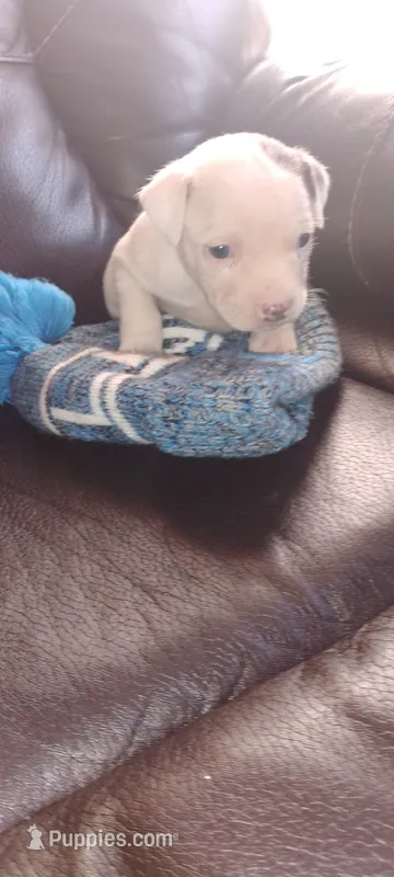Tim – American Pit Bull Terrier puppy for sale in Detroit, MI