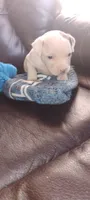 Tim, a male American Pit Bull Terrier for sale in Detroit, MI – 1 of 1