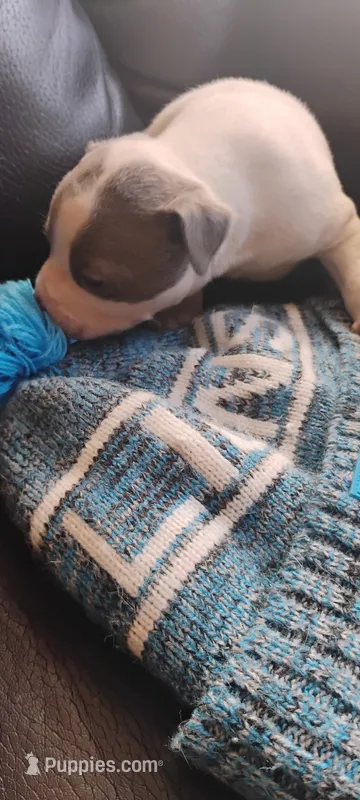 Hulk – American Pit Bull Terrier puppy for sale in Detroit, MI