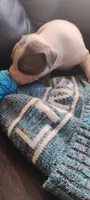 Hulk, a male American Pit Bull Terrier for sale in Detroit, MI – 1 of 1
