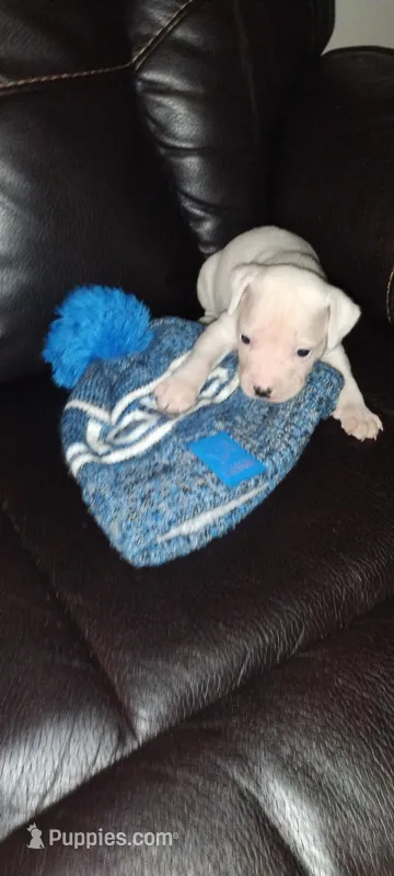 Kane 2 – American Pit Bull Terrier puppy for sale in Detroit, MI