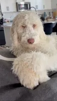 Gus Gus, a male Poodle - Standard  for sale in Lancaster, CA – 4 of 4