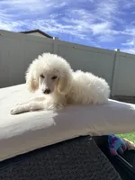 Bella, a female Poodle - Standard  for sale in Lancaster, CA – Photo 2 of 5