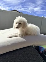 Bella, a female Poodle - Standard  for sale in Lancaster, CA – Photo 1 of 5